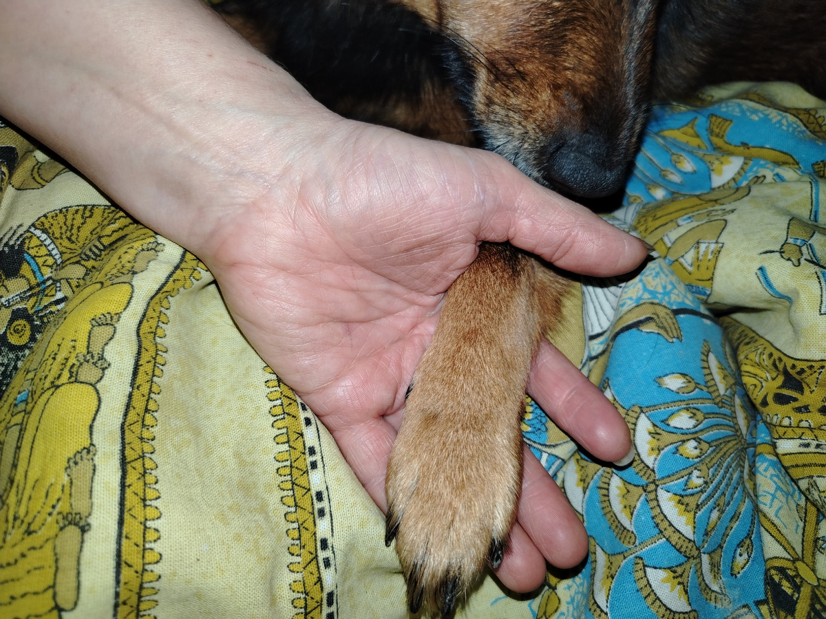 Лапка Ирмы на фоне моей ладони. Ирма - маленькая собачка. 