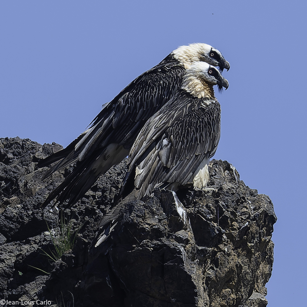 Монголия, фото lesbectrotters