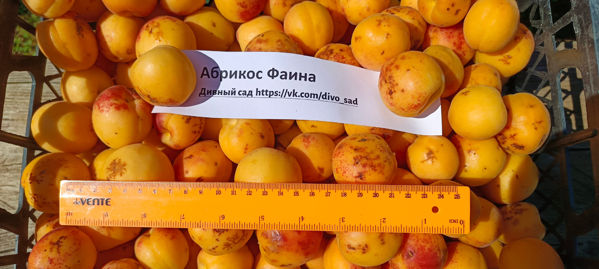 Абрикос Фаина: Уникальный сорт для средней полосы России – Косточки для посадки