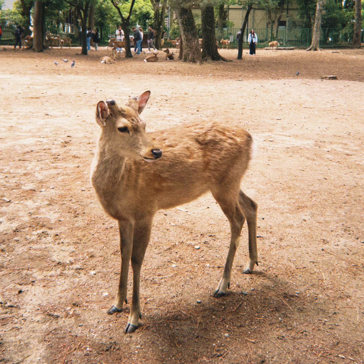 Олень в Наре.