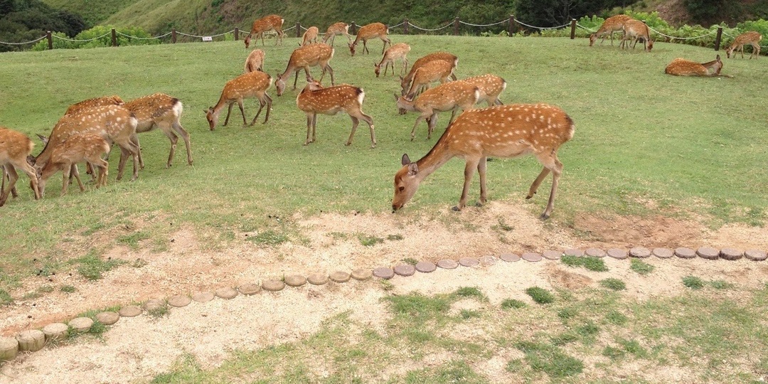 Нара за один день: мой опыт, советы, интересные факты