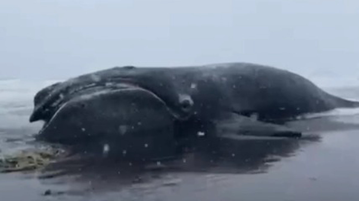    Фото: скриншот / URA.ru / Telegram