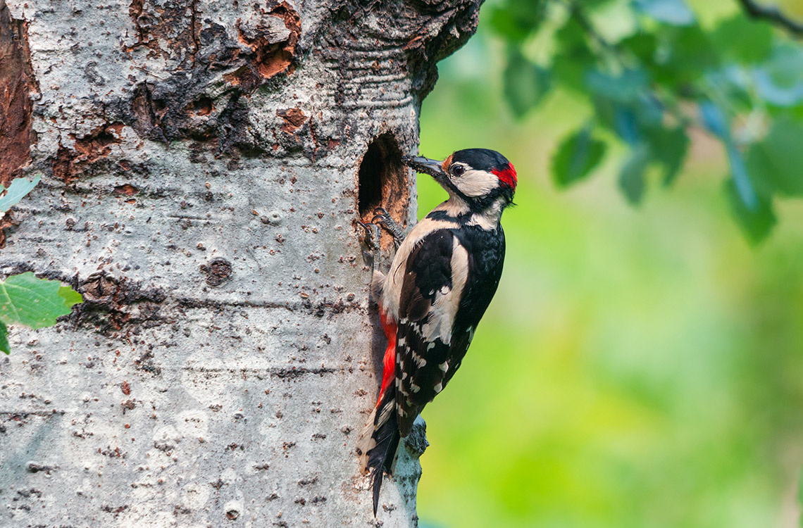 Иллюстрация из свободного источника. 