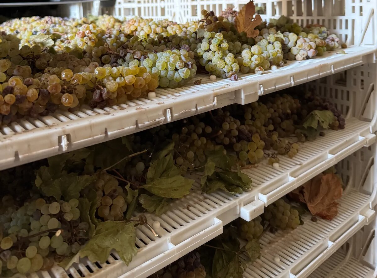 Из винограда делают Эдда Бьянко, уникальную смесь Шардоне и Москато