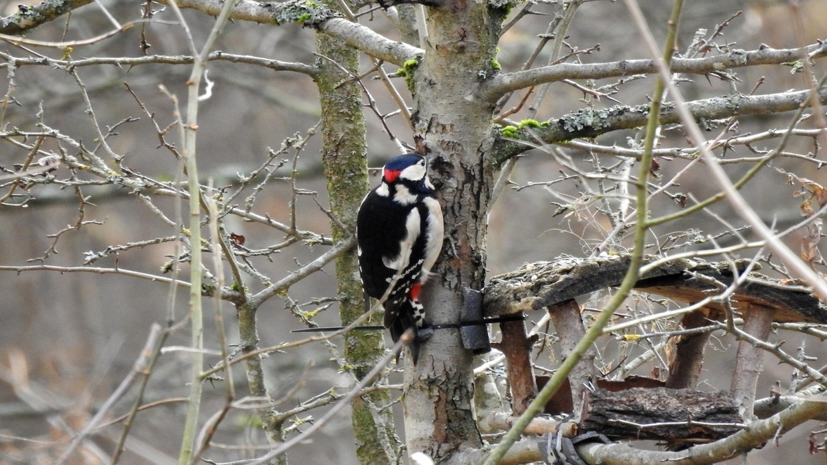    В Курске был замечен дятел