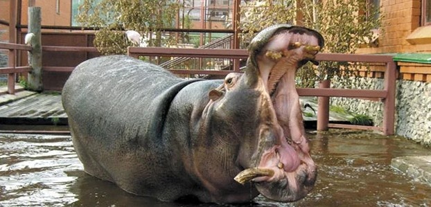 Вот это слон