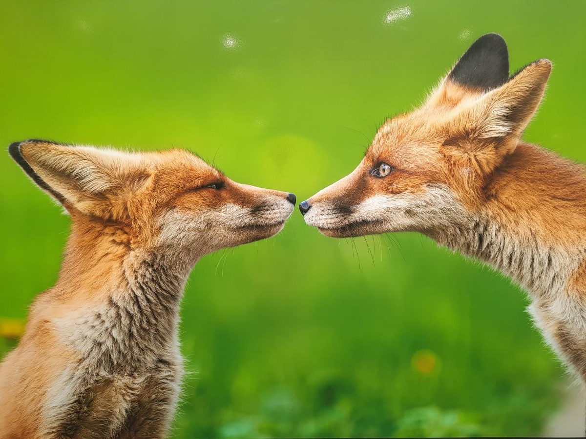 Фото сделано с фотографии на фестивале Золотая черепаха