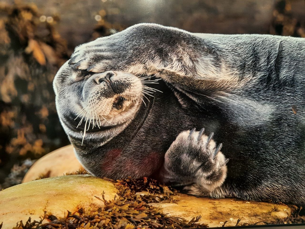 Фото сделано с фотографии на фестивале Золотая черепаха