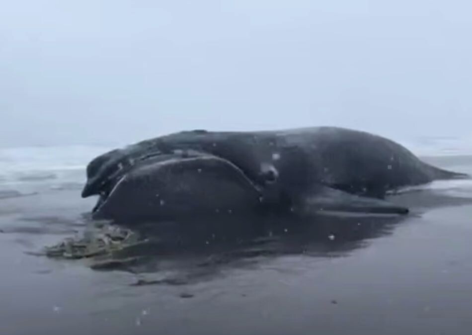     / Источник: Кадр из видео