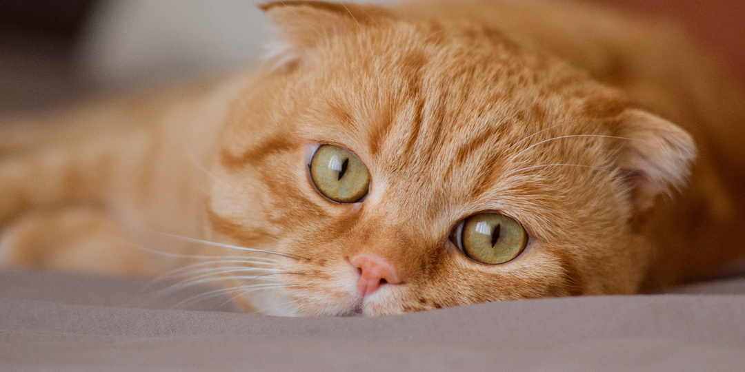 Бессовестные люди