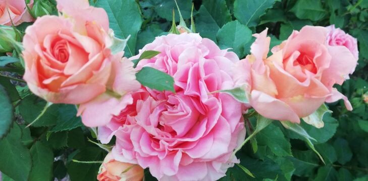 Вивьен Вествуд