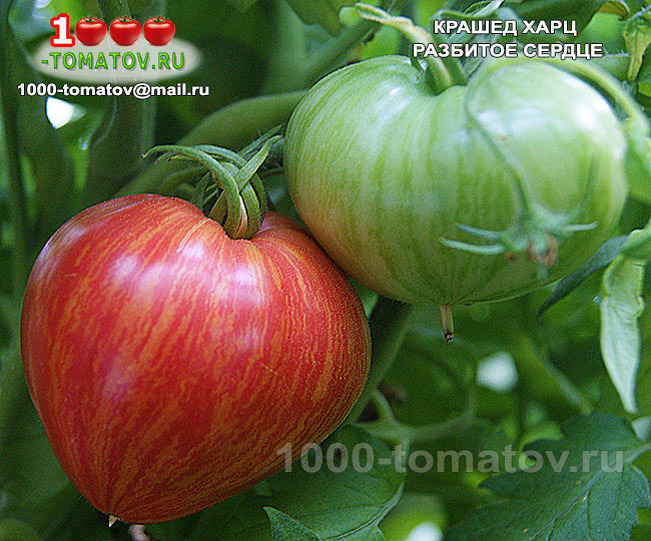 Томат Крашед Харц Crushed Heart фото 1