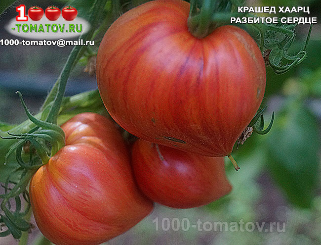Томат Крашед Харц Crushed Heart фото 2