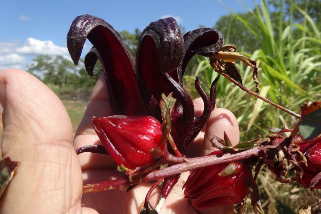 Чашелистики нового сорта гибискуса, который вывели в Австралии, гораздо крупнее, темнее и слаще, чем у дикорастущего куста. © tropicalhousegarden.com