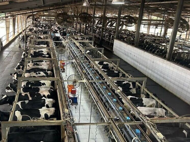     Фото: Владислав Шапша/ТГ