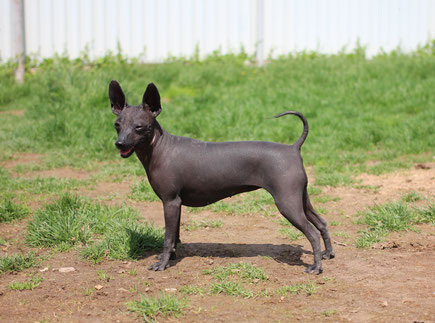 Ксолоитцкуинтли