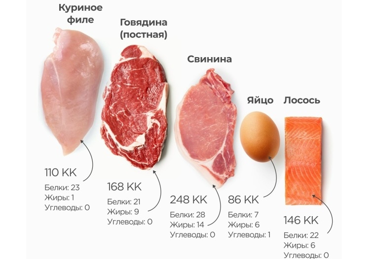 источники белка