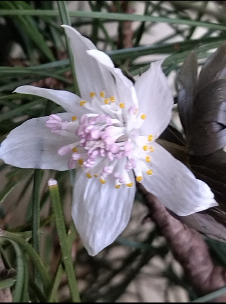 Эрантис с сиреневыми тычинками 