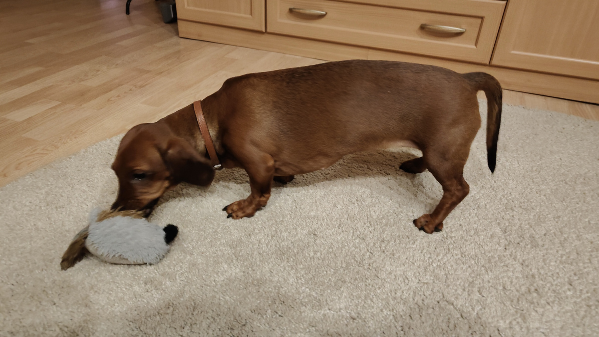 Вот так повис наш хвостик, вверх не поднимается