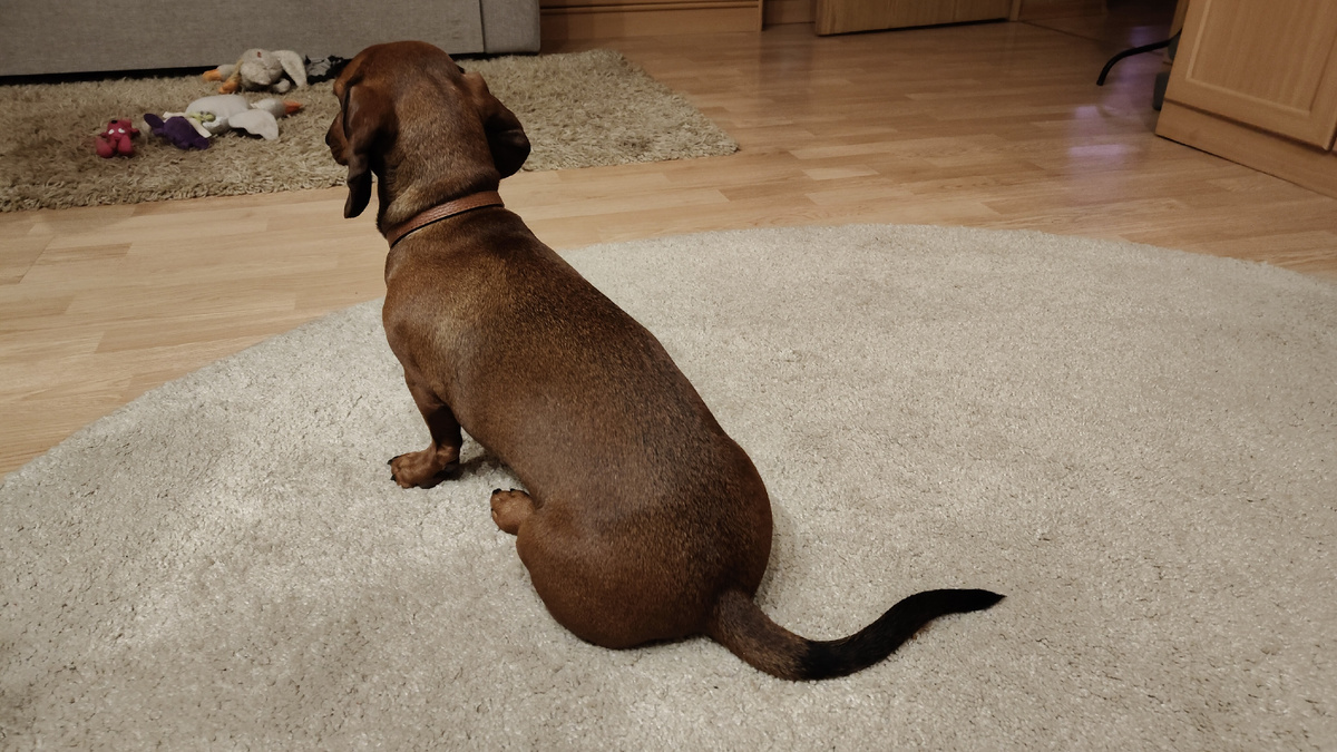 Хвостик таксы Алисы устал