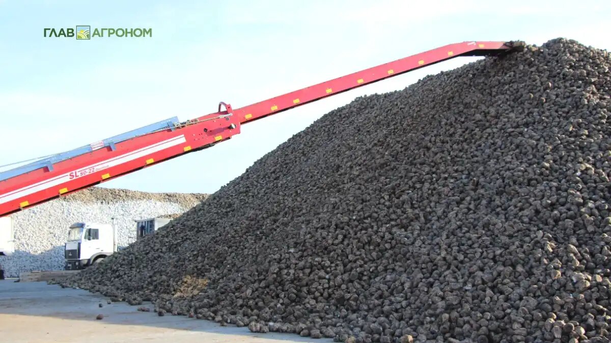 Фото:© Владимир Исаенко / Glavagronom.ru
Башкирский фермер не смог взыскать 47 млн рублей с «Раевсахара» за потерю урожая