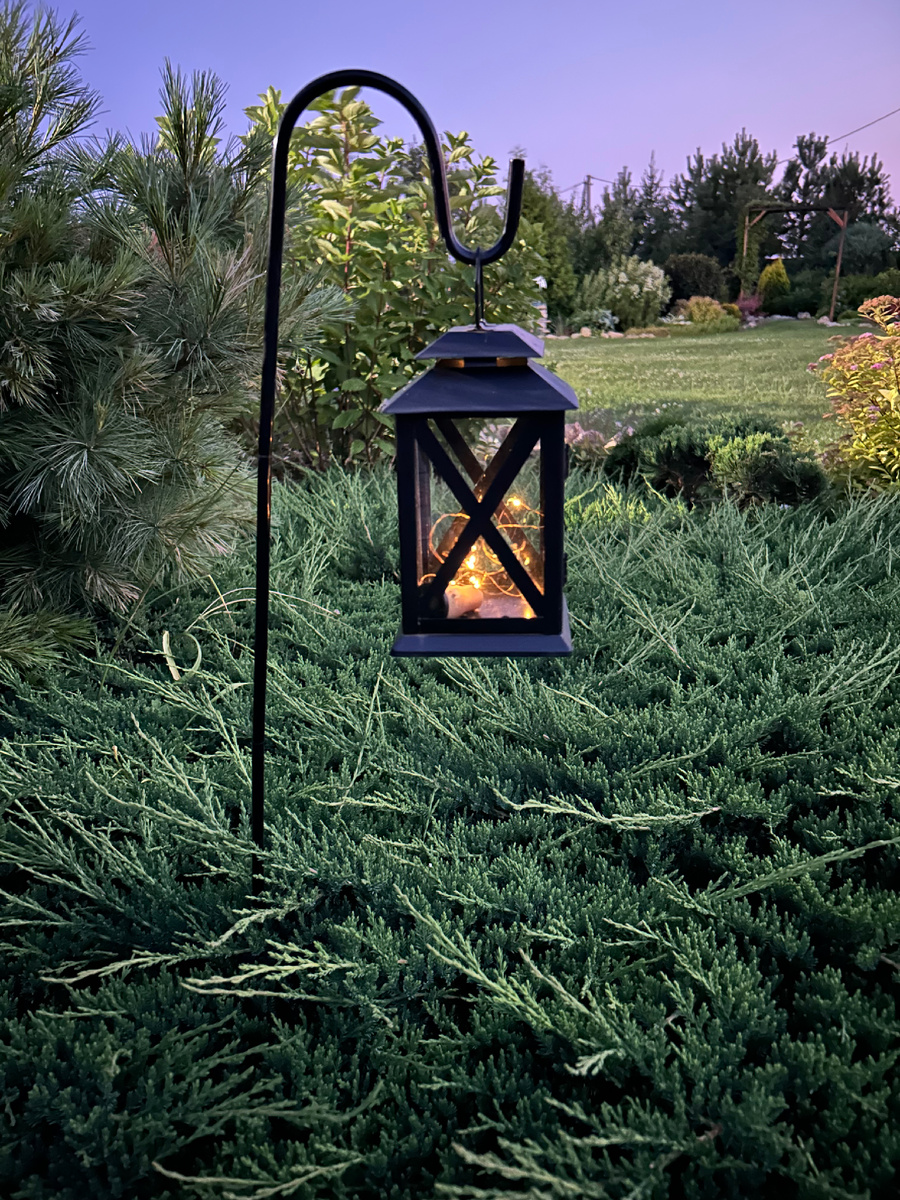 Стелющийся можжевельник Принц Уэльский. Фото Мой второй сад