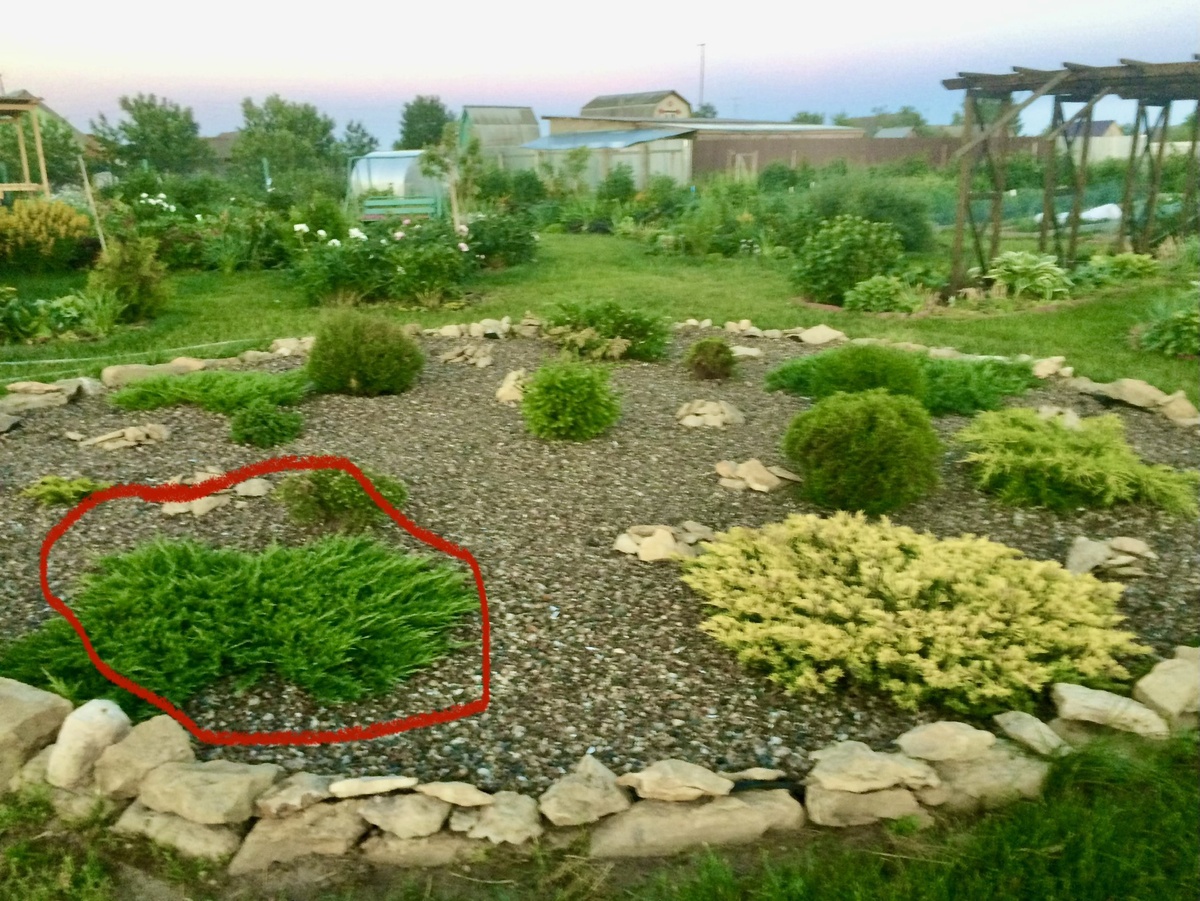 Первый можжевельник Принц Уэльский. Фото Мой второй сад. 