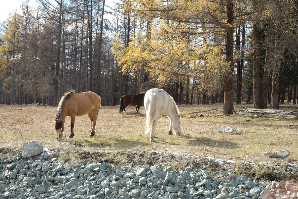 Лошадки вдоль Улаганского тракта