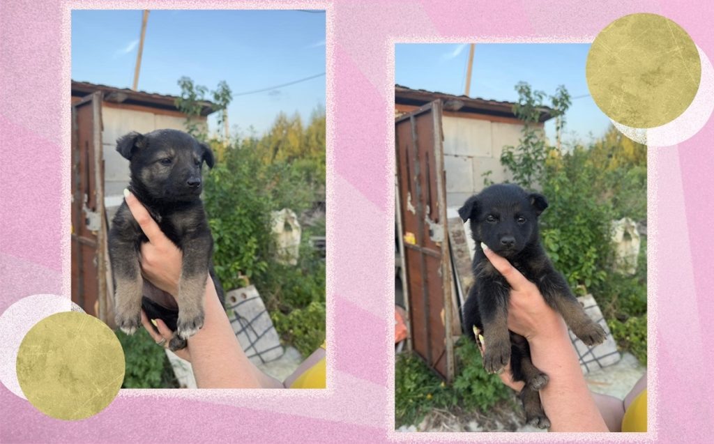 На фото — щенки Мийя и Майя, которых нашли на дороге возле мусорных баков. Источник: страница Юлии Рязановой во «ВКонтакте»