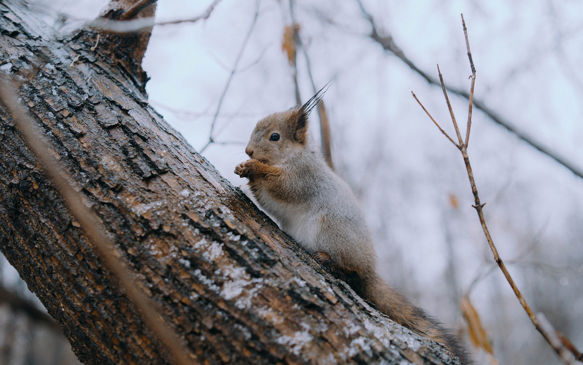    Погода в Ижевске на день: 24 ноября ждем солнце и до -1°С