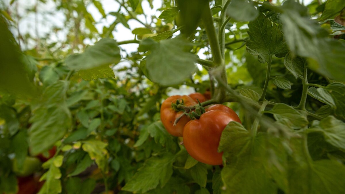    Фото: Сергей Зубков/«Ямал-Медиа»