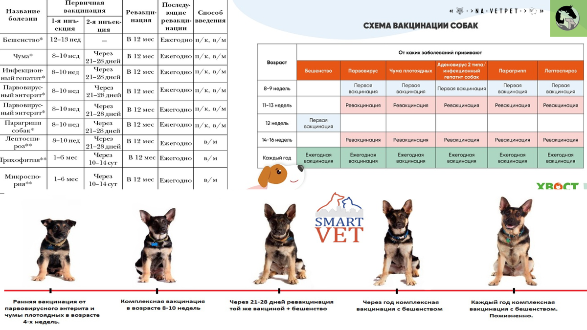 Графики вакцинации различны! Уточняйте у своего вет. врача. 