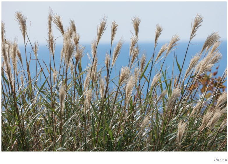 Источник новости: https://rg.ru/2025/11/20/reg-urfo/krasavec-spaset-mir.html