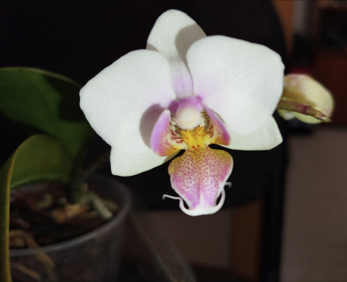 Первый распустившийся у меня цветочек Модесто-Форест-Линда (Modesto, Forest, Linda) 23 января 2025