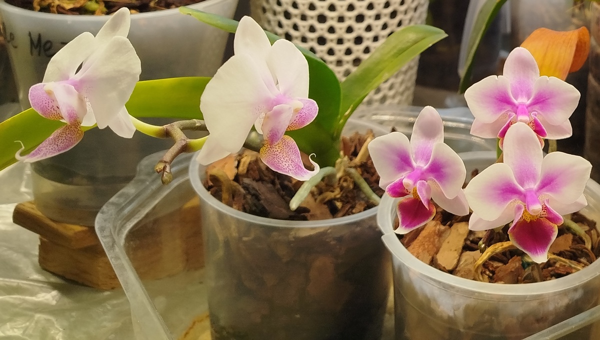 орхидеи на восстановление - Форест (Модесто, Линда) в паре с Буэнос Айресом 7 февраля 2025 - доращивает цветонос.