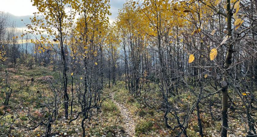    Иркутская область вошла в число лидеров акции «Сохраним лес»