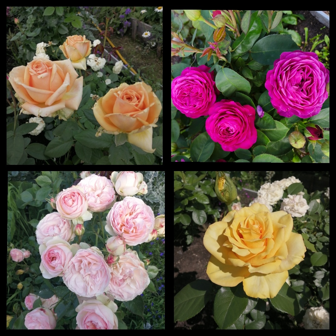 Гейша, Хайди Клум, Пастела, Керио