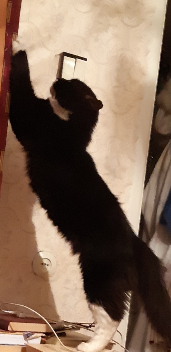 Эй, вы, сонные тетери, открывайте Йосе двери. Не слышали утром, от стука колёс, не знали, что Йося вам песню принёс. МААААА МААОООУУУ