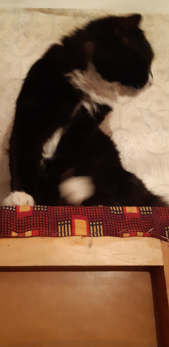 Кукареку, маааоооуууу кукуреку, маааа, вставай, чайник ставь, сонная тетеря.