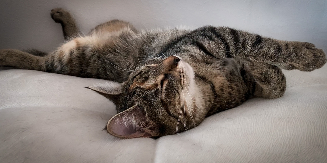 Кого на самом деле любят кошки? Мои кошка и шпиц вынесли вердикт: почему питомцы обожают не всех подряд. Наука с ними согласна.