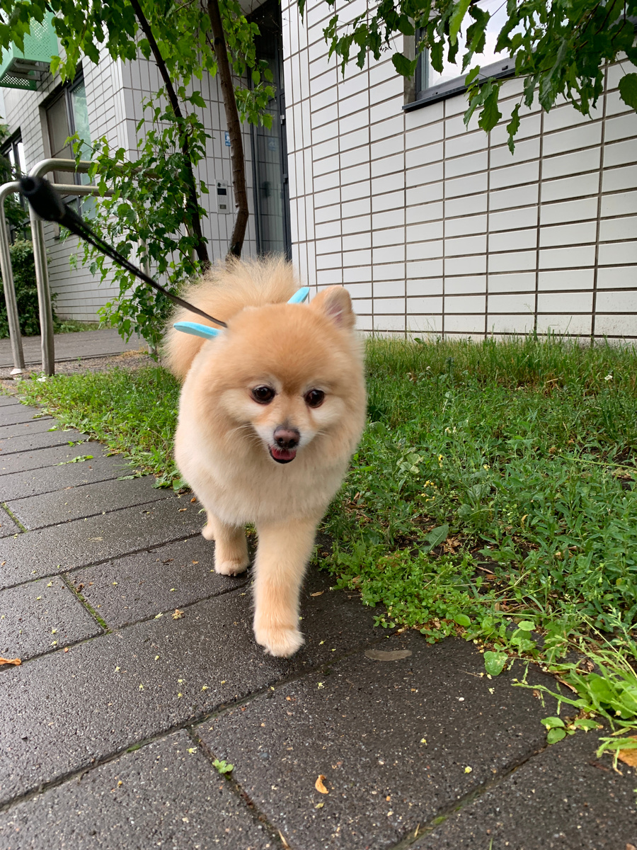 Буся всегда в отличном настроение и всегда "ЗА" любой кипишь