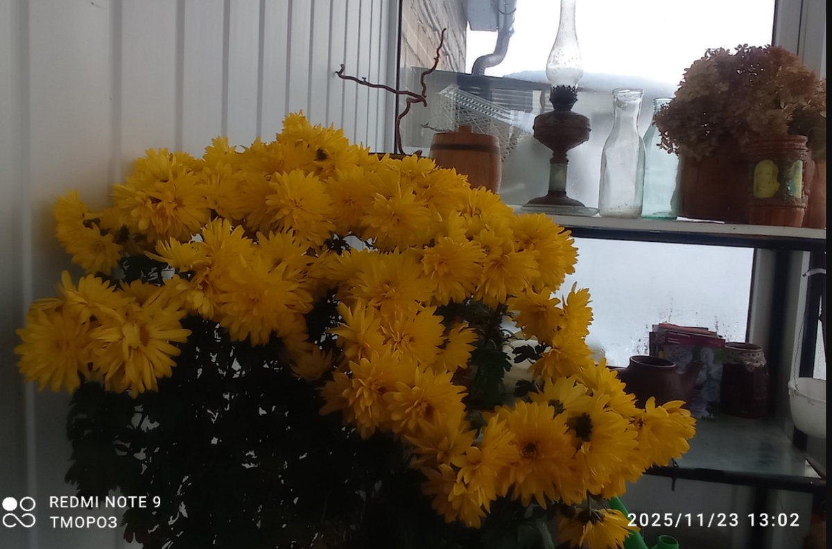 пока нет мороза