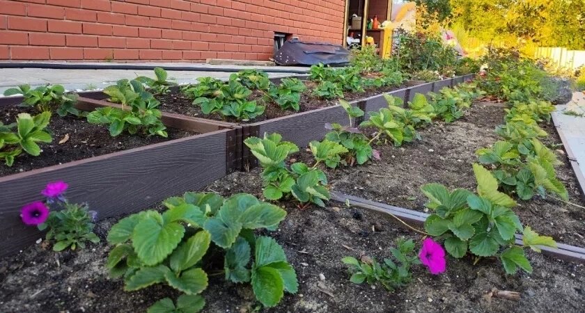    Клубнике каждый год перед заморозками — обязательно: вот как сделать "броню" к зиме — решающий уход