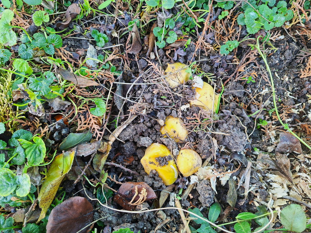 Молодые луковицы вышли на поверхность земли