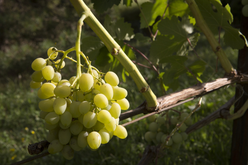    Таблетки против старения разработали на основе соединения, которое содержится в экстракте виноградных косточек. Фото: © Nikolay Gyngazov/Global Look Press