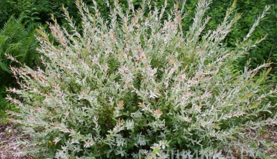 Садовые изюминки. Две японские ивы с розовыми яркими листьями