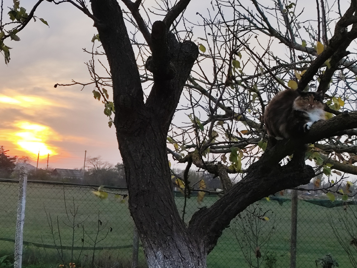 Обиженная Мушенция )))