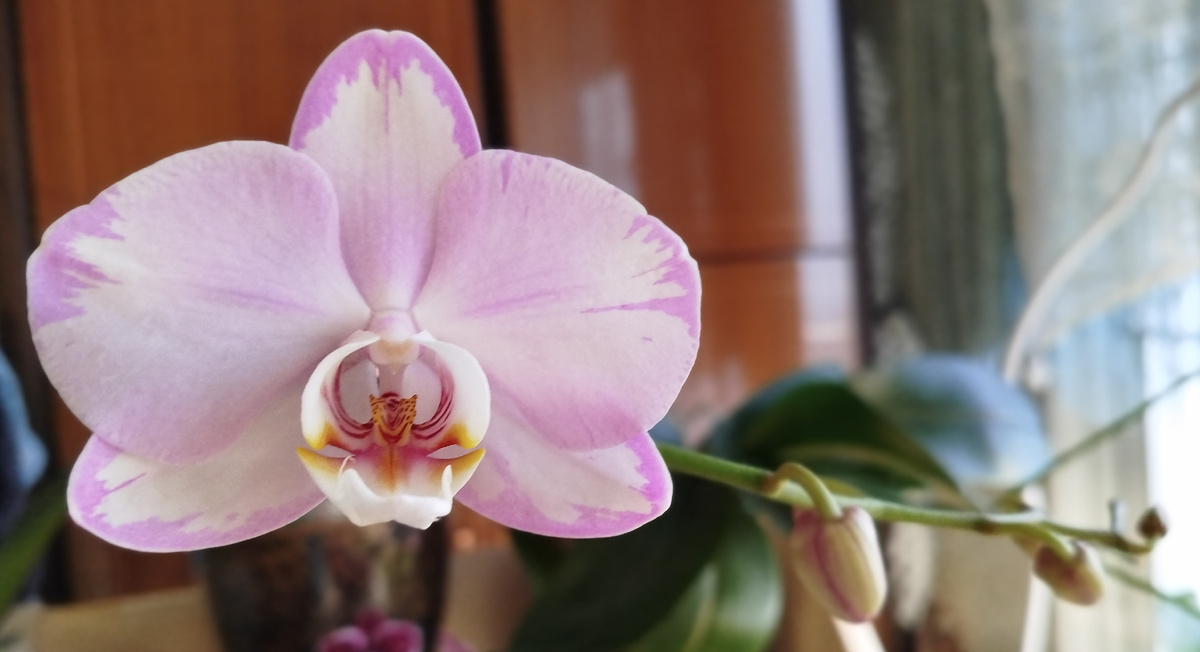 Фото орхидеи Xanion начало роспуска