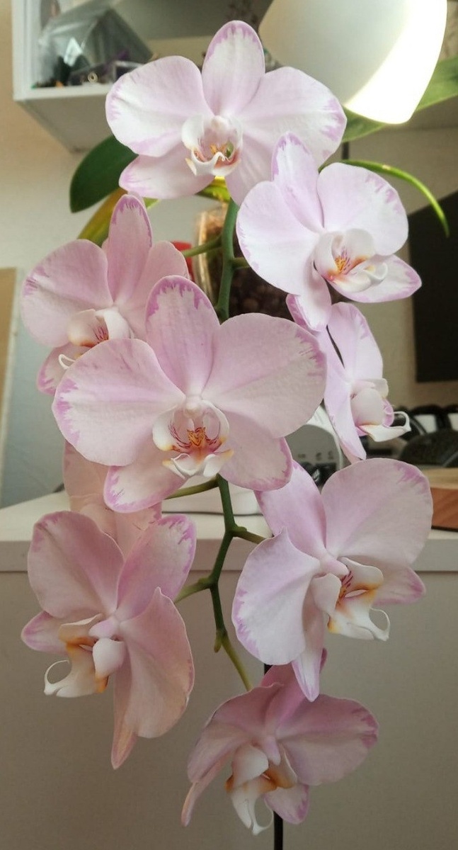 Каскад первого домашнего цветения орхидеи Ксанион