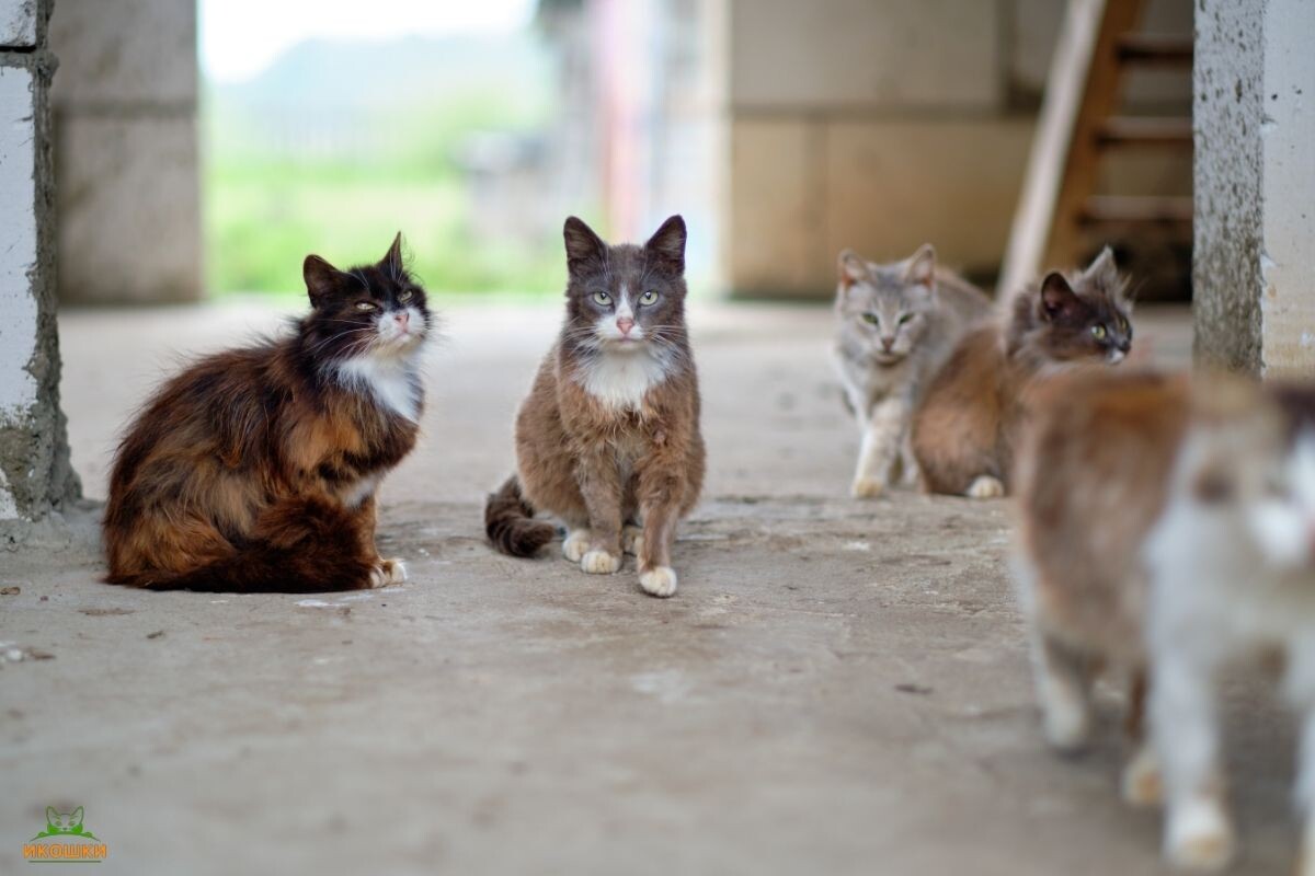 Бродячие кошки 